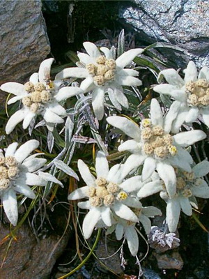 Edelweiss alpino: descripción y cultivo de una flor.
