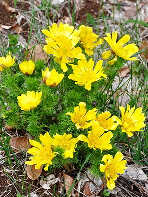 Spring adonis (adonis): description and cultivation