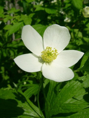 Flor de anémona: descripción de especies, plantación y cuidado.