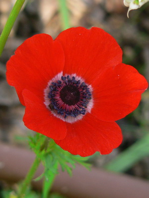 Anemone flower: description of species, planting and care
