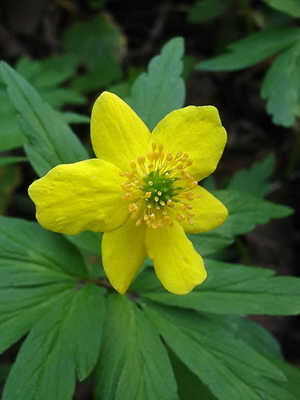 Anemonenblume: Beschreibung der Arten, Pflanzung und Pflege