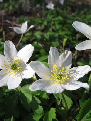 Anemonenblume: Beschreibung der Arten, Pflanzung und Pflege
