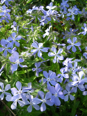 Perennial phlox: species, reproduction and cultivation