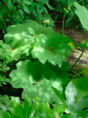 Astilba: descripción de una planta perenne, plantación y cuidado.