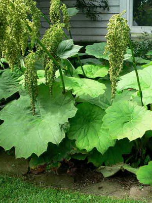 Astilba: description of a perennial plant, planting and care