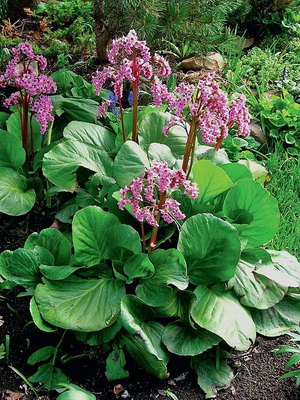 Perennial plant badan: description, care and cultivation