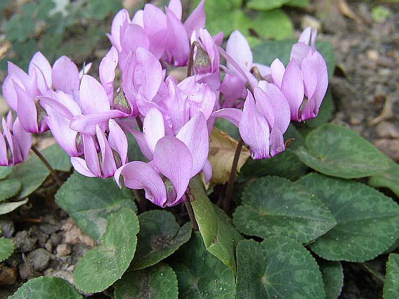 Garden and indoor cyclamen planting and care, cultivation