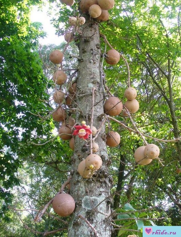 Curupita tree of Guiana