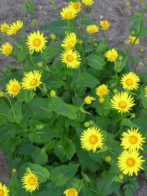 Doronicum-Blume und ihre Kultivierung