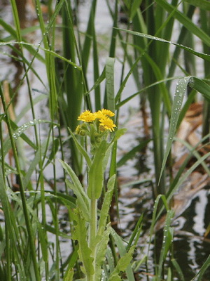Doronicum flower and its cultivation