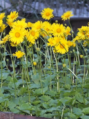 Doronicum-Blume und ihre Kultivierung
