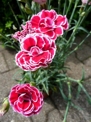 Perennial carnation: species, varieties and cultivation