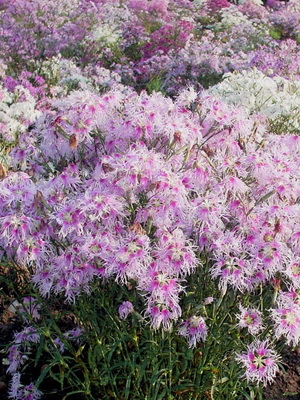 Perennial carnation: species, varieties and cultivation