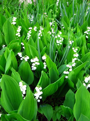 Perennial lily of the valley: description of the plant and growing conditions