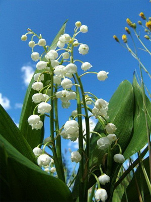 Perennial lily of the valley: description of the plant and growing conditions