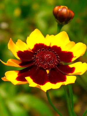 Perennial coreopsis flower: species, varieties, care tips