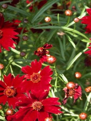 Flor de coreopsis perenne: especies, variedades, consejos de cuidado.