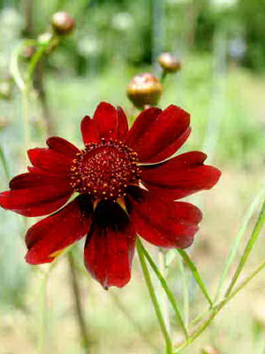 Flor de coreopsis perenne: especies, variedades, consejos de cuidado.