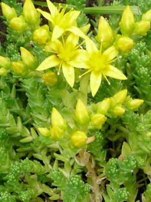 Perennial sedum plant: types, care and cultivation