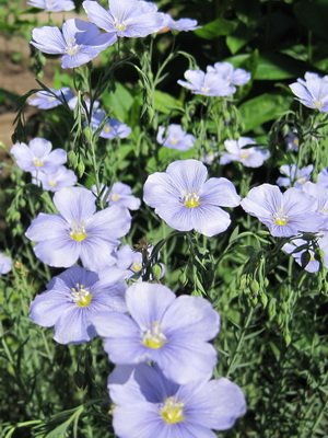 Flax plant: perennial, narbon and alpine planting and care, cultivation