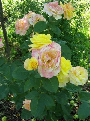 Hybrid tea roses: characteristics of varieties
