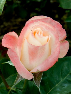 Hybrid tea roses: characteristics of varieties