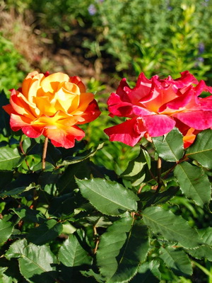 Rosas del grupo Floribunda con una descripción de las mejores variedades.