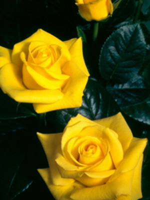 Floribunda group roses with a description of the best varieties