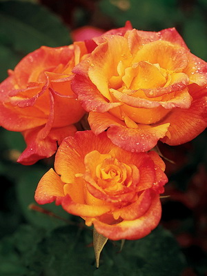 Rosen der Floribunda-Gruppe mit Beschreibung der besten Sorten