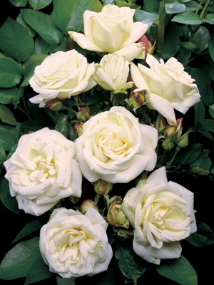 Floribunda group roses with a description of the best varieties