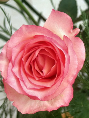 مجموعة الورود Floribunda مع وصف لأفضل الأصناف