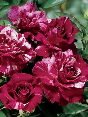 Rosen der Floribunda-Gruppe mit Beschreibung der besten Sorten
