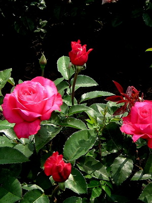 Rosas del grupo Floribunda con una descripción de las mejores variedades.