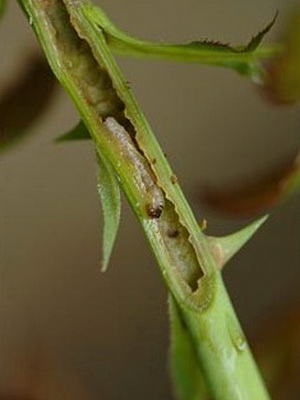 Roses: photos of diseases and pests, description and treatment planting and care, cultivation