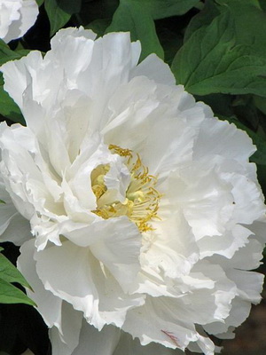 Peonies: early and late varieties with photos and descriptionsplanting and care, cultivation