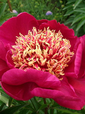 Peonies: early and late varieties with photos and descriptionsplanting and care, cultivation