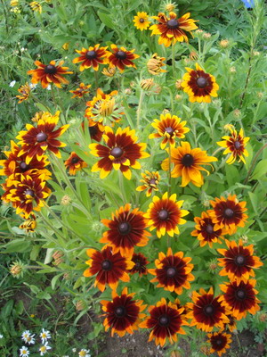 Rudbeckia flowers - features of the variety and methods of cultivation