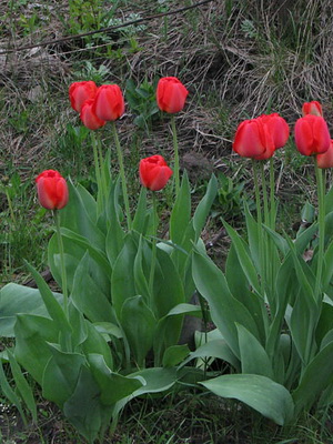 Tulipanes: cultivo y cuidado en campo abierto e invernadero.