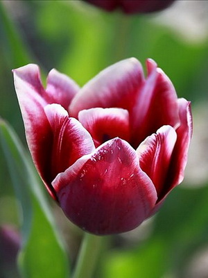 Tulips: description of flowers and their cultivation
