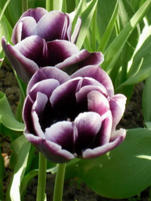 Tulipanes: descripción de las flores y su cultivo.