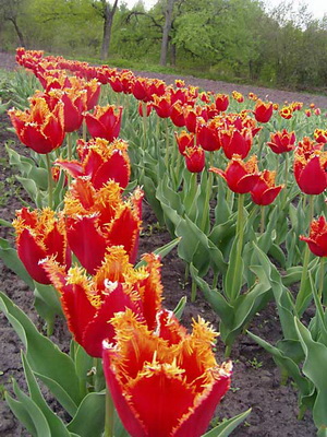 Tulipanes: descripción de las flores y su cultivo.