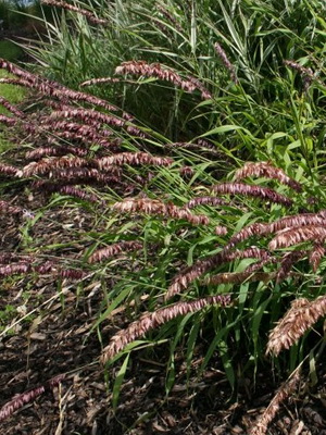 What are cereals: the names of cereal plants with a photo planting and care, cultivation