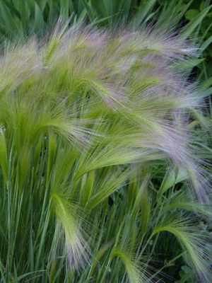 ¿Qué son los cereales: los nombres de las plantas de cereales con una foto de plantación y cuidado, cultivo?