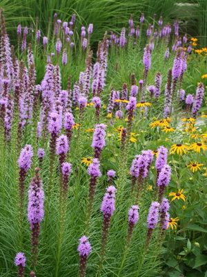Perennial corms planting and care, cultivation