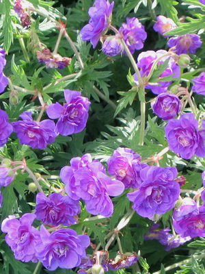 Types and varieties of garden geraniums with photos planting and care, cultivation