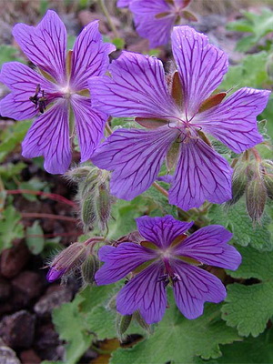 Types and varieties of garden geraniums with photos planting and care, cultivation