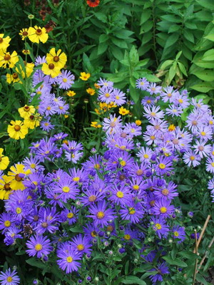 Asters: types and varieties of perennial flowers planting and care, cultivation