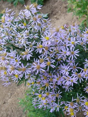 Asters: types and varieties of perennial flowers planting and care, cultivation