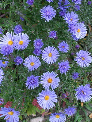 زهور النجمة: أنواع وأصناف زراعة الزهور المعمرة ورعايتها وزراعتها