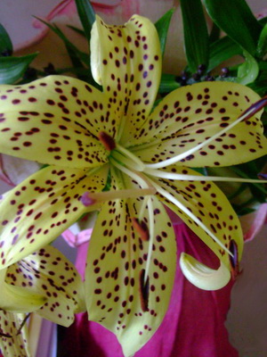 Lilien: Foto von Gartenblumen mit Beschreibung von Pflanzung und Pflege, Anbau